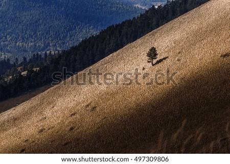 lonely pine tree on a steep hillside sloping