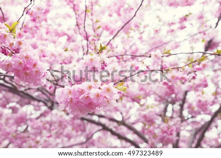 Image of pink cherry blossoms. Shallow depth of field. 