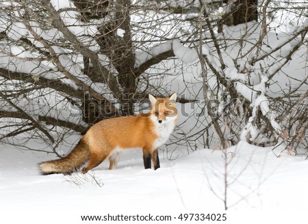 Red fox Vulpes vulpes with a bushy tail  hunting in the snow in winter in Algonquin Park in Canada
