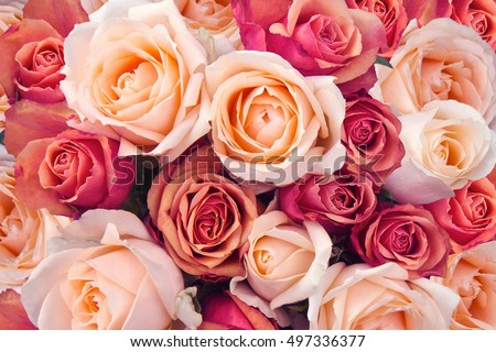 Background of pink orange and peach roses Royalty-Free Stock Photo #497336377
