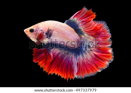 beautiful of siam Betta fish in thailand on black background