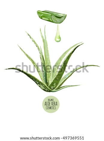 Beautiful vector floral illustration background with aloe vera. Perfect for wallpapers, web page backgrounds, surface textures, textile