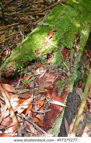 Moss in rainforest