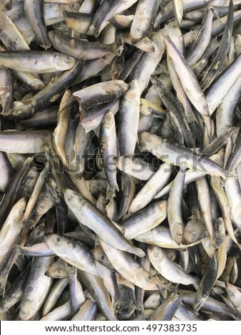 Iced herring. Frozen herring. Herrings. Herring pattern.Herring texture. Herring. 