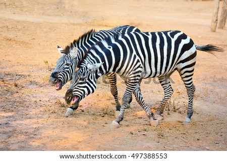 
Zebra,
