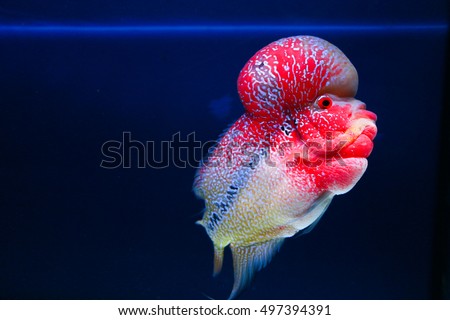 Flowerhorn Cichlid fish in the aquarium tank water with blue background 
