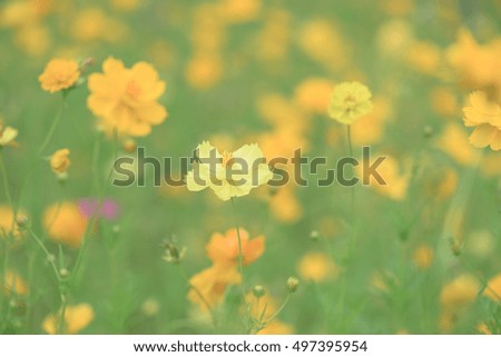 Blury Fresh yellow flower background