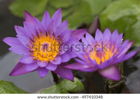 Lotus flower in thailand
