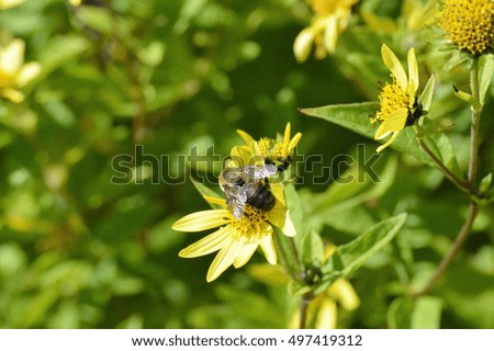 Bee on a Yellow Flower