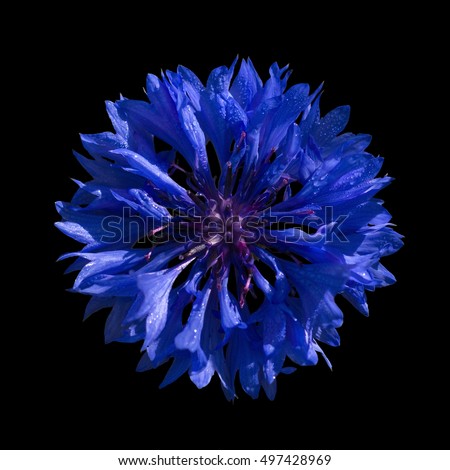cornflower blue on a black backgroundwith dew drops. Photographed in natural light.