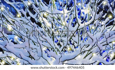 Bush Branches covered in snow in winter.
