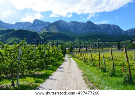 Grape plantation near Caldaro Lake in Bolzano/Bozen, Italy