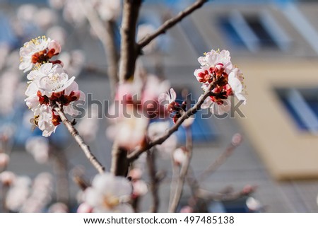 Blooming tree. Beautiful nature in spring. Ukraine.