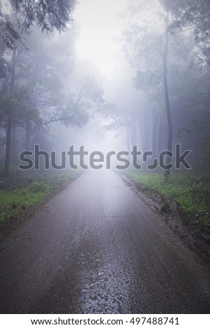 mist in road in the forest, sintra, portugal