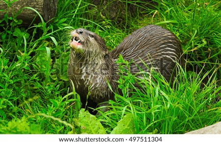 Asian short clawed otter standing eating