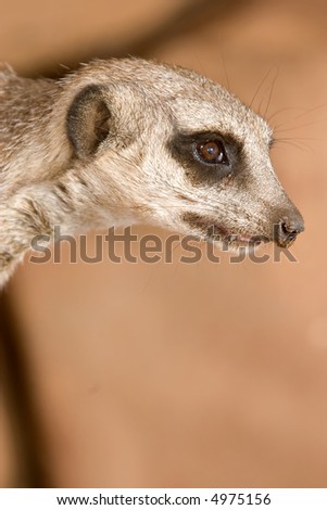a meerkat on watch looks off to side