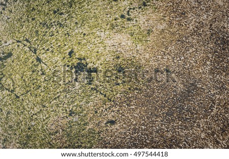Wet Cement wall cover with moss texture background