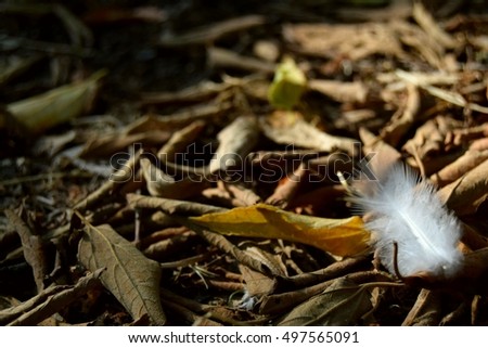 a feather that stands out among the leaves of autumn 
