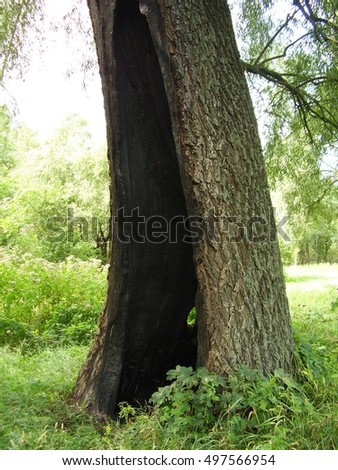 Big tree with a hole 