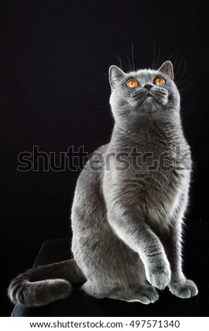 studio portrait British cat on a black background