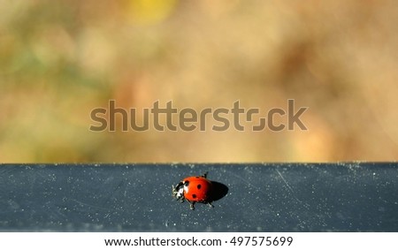 ladybug on edge 