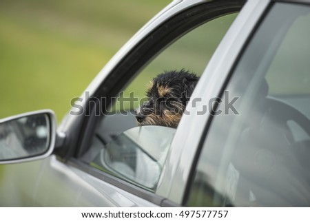 Dog sticking his head out of a car window - Jack Russell Terrier 