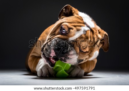 English bulldog pup playing with the toy