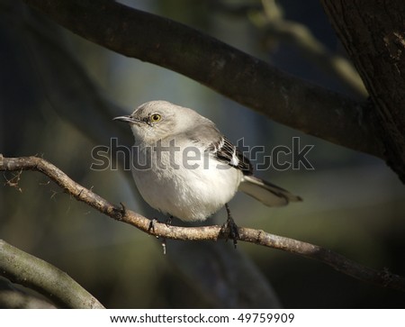A Northern Mockingbird keeps watch from his perch in a tree
