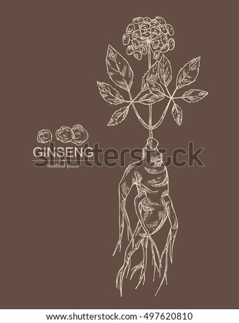 Background with ginseng. Medical plant. hand drawn