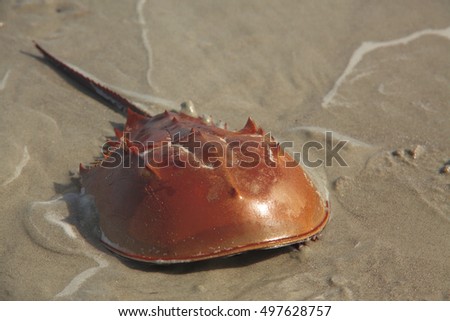 Horseshoe Crab Royalty-Free Stock Photo #497628757