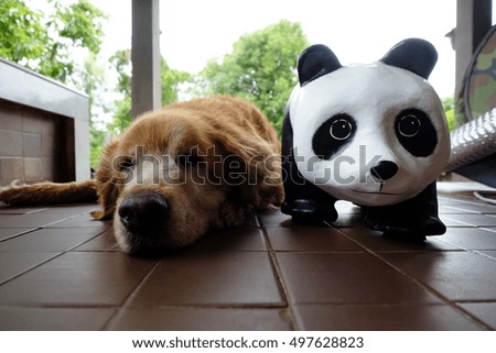 Golden Retriever and panda doll