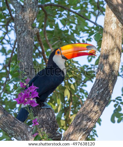 Toucan (Ramphastos toco) sitting on tree branch in Pantanal, Brazil