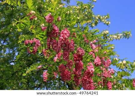 Robinia - flowering deciduous tree. Beautiful flowers. Botanic photo.