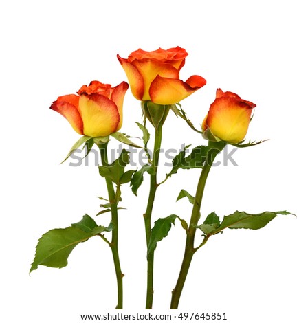 beautiful rose flowers isolated on white background 