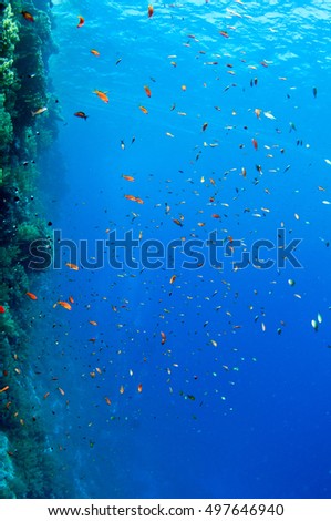 Coral Reef Scene with Tropical Fish, Red sea, Egypt.