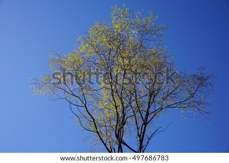 Tree with yellow leaves against the blue sky. Close-up. Ideal for advertising and screen-savers.