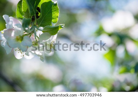 Blossoms on an apple tree. Shallow depth of field.