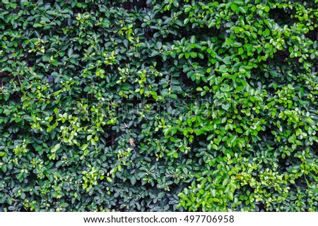 green wall Background of a Garden.