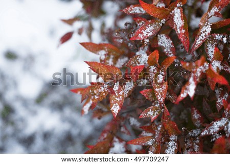 Snow lies on autumn leaves. red, orange green
