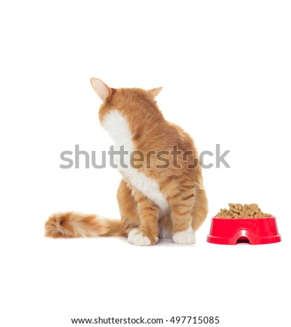 cat looking back on a white background