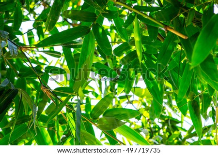 Fresh green bamboo