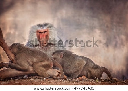 Male and two female baboons in the zoo in Mysore, India