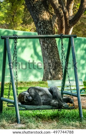 Big black gorilla sleeping in the zoo in Mysore in India