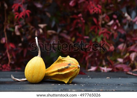 Autumn yellow pumpkin on a wooden table. Red ivy in the background