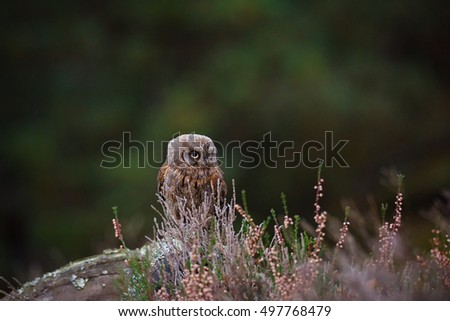 Eurasian scops owl (Otus scops) beautiful little owl sits on a broken branch. Beautifully masks in the heather. 