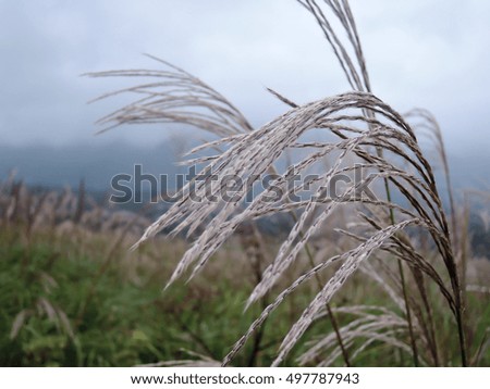 Japanese pampas grass (Miscanthus sinensis)