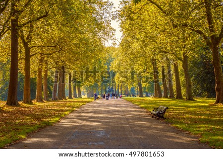 Tree lined street in Hyde Park London, autumn season Royalty-Free Stock Photo #497801653