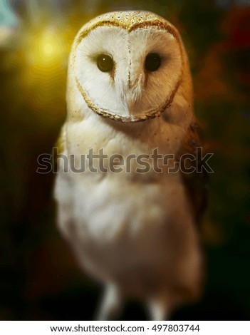 Barn owl portrait with dark nature background. Shallow DOF (soft focus on owl head) retouched picture