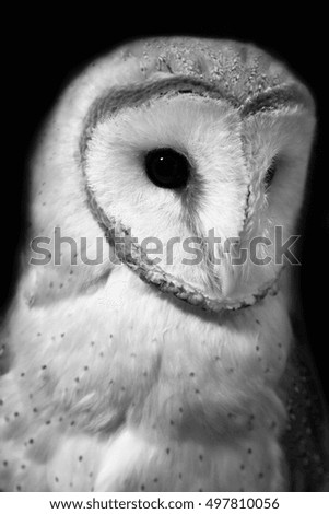 Barn owl portrait with black background. Shallow DOF ( soft focus on the owl head ). Black and white picture