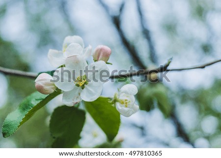 Blooming tree. Beautiful nature in spring. Revived flora of Ukraine.